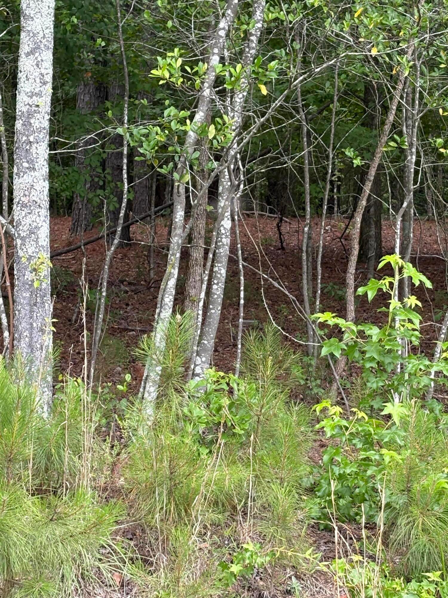 Lot A Warbonnet Road Springfield, SC 29146 - Photo 4 of 4 Gallery Image 4