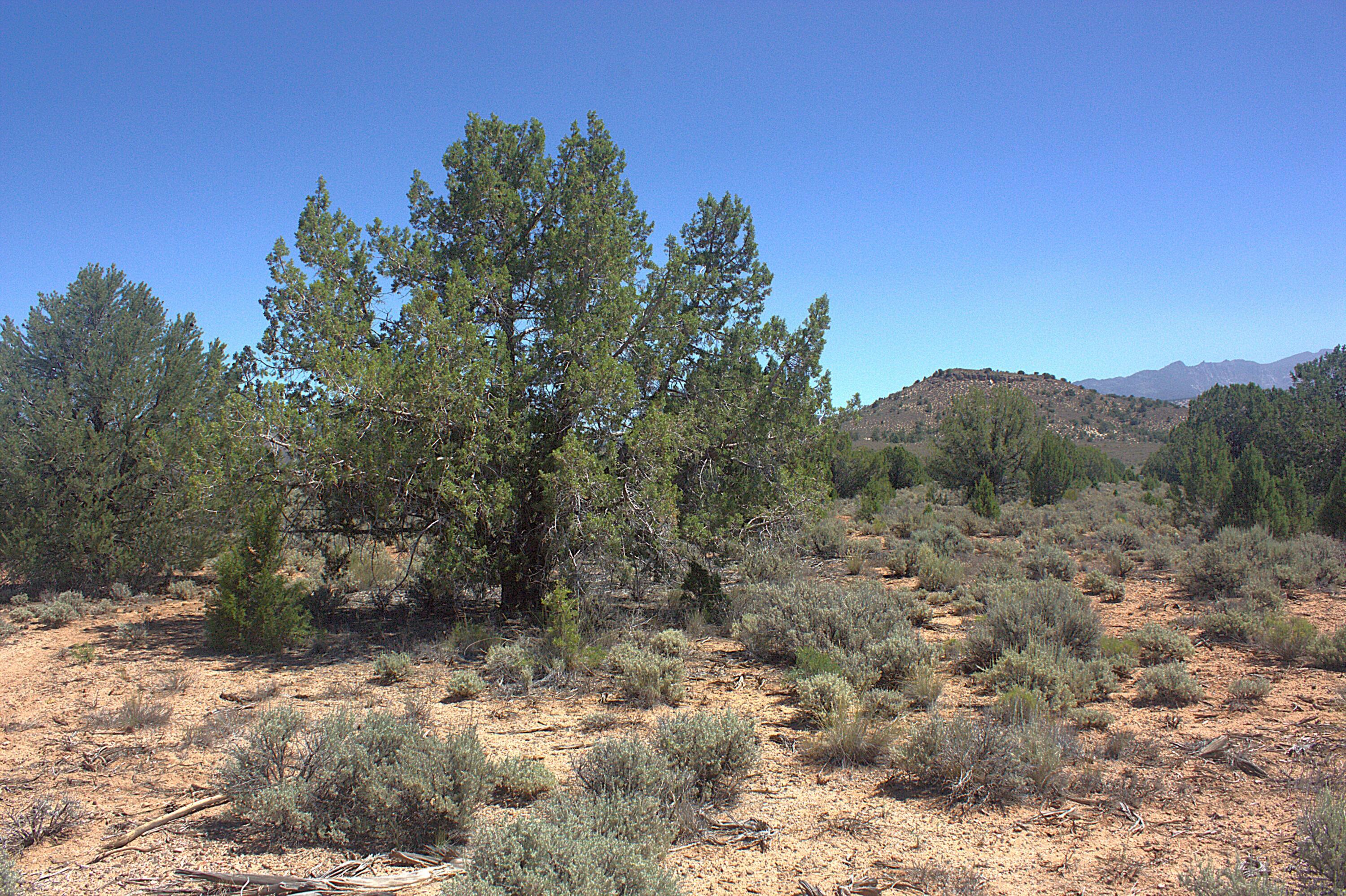 Juniper Road Dammeron Valley, UT 84783 - Photo 1 of 21 _MG_4750