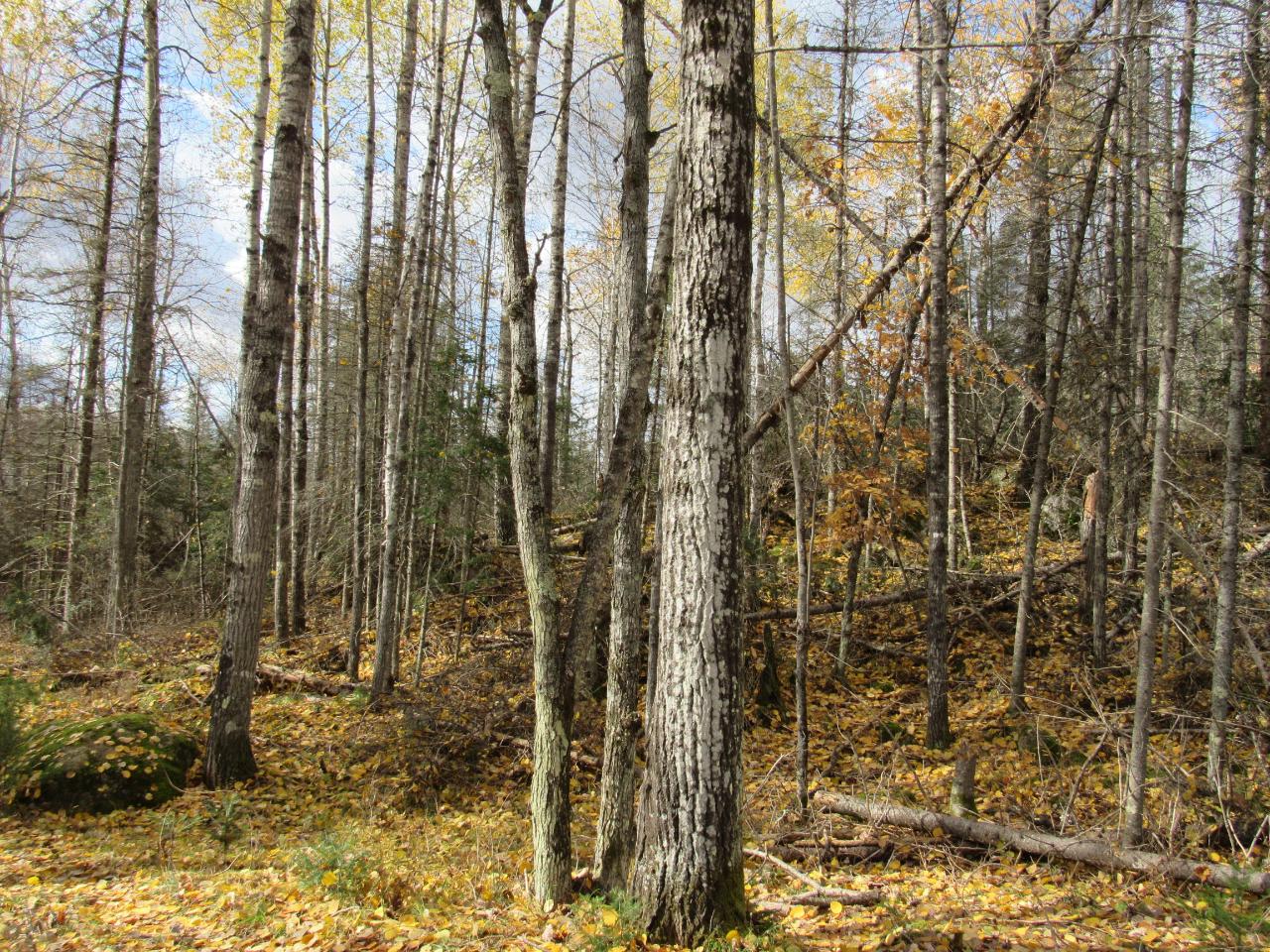 On Sheltrow Road, Unit LOT 7 Crystal Falls, MI 49920 - Photo 8 of 14 Gallery Image 8