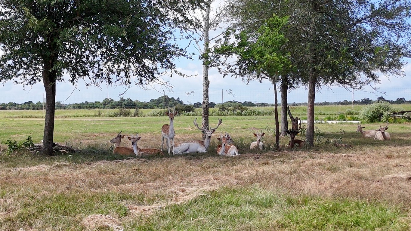 Tbd Watterson Road Red Rock, TX 78662 - Photo 5 of 6 a view of a park with lawn chairs and a large tree