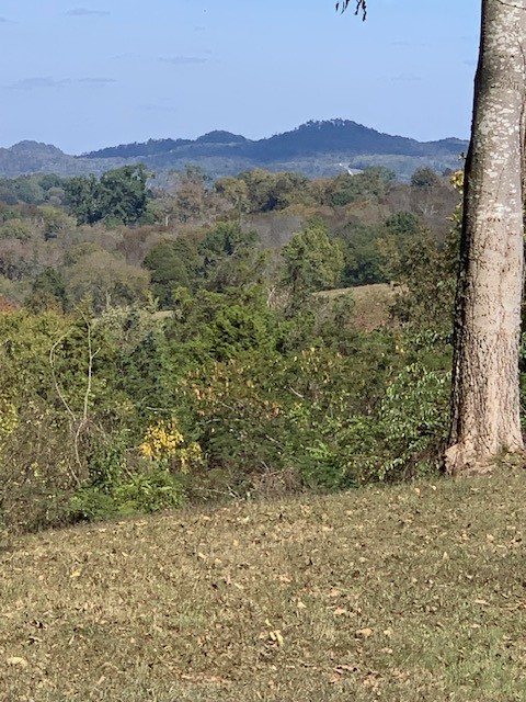 890 Bell Road Watertown, TN 37184 - Photo 51 of 62 a view of a lush green field