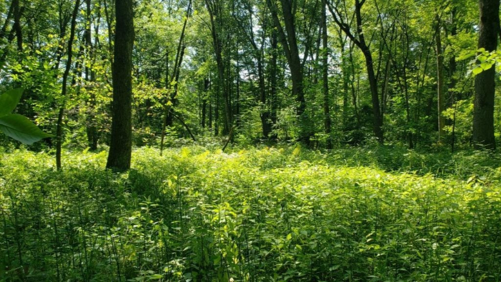 17339 Old Logging Road Hersey, MI 49639 - Photo 3 of 4 20190805_122527
