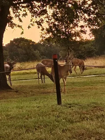 a view of yard in front of house with trees