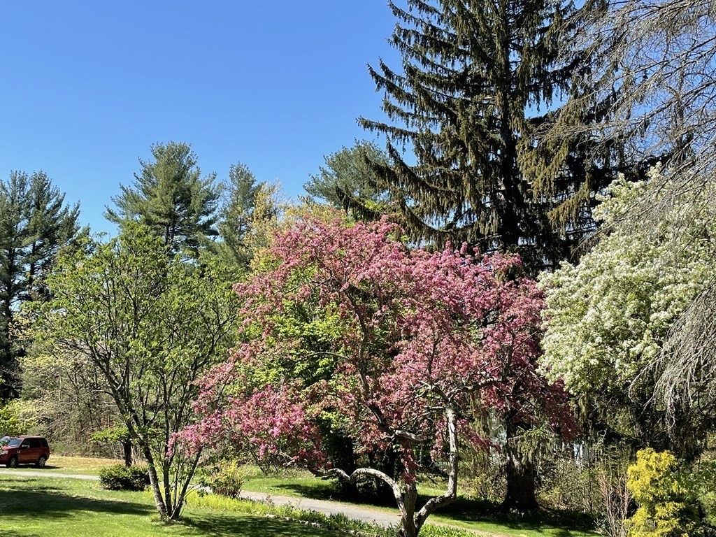 290 Amherst Road Pelham, MA 01002 - Photo 3 of 39 a view of a yard with plants and trees