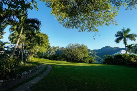 a view of a yard with a tree