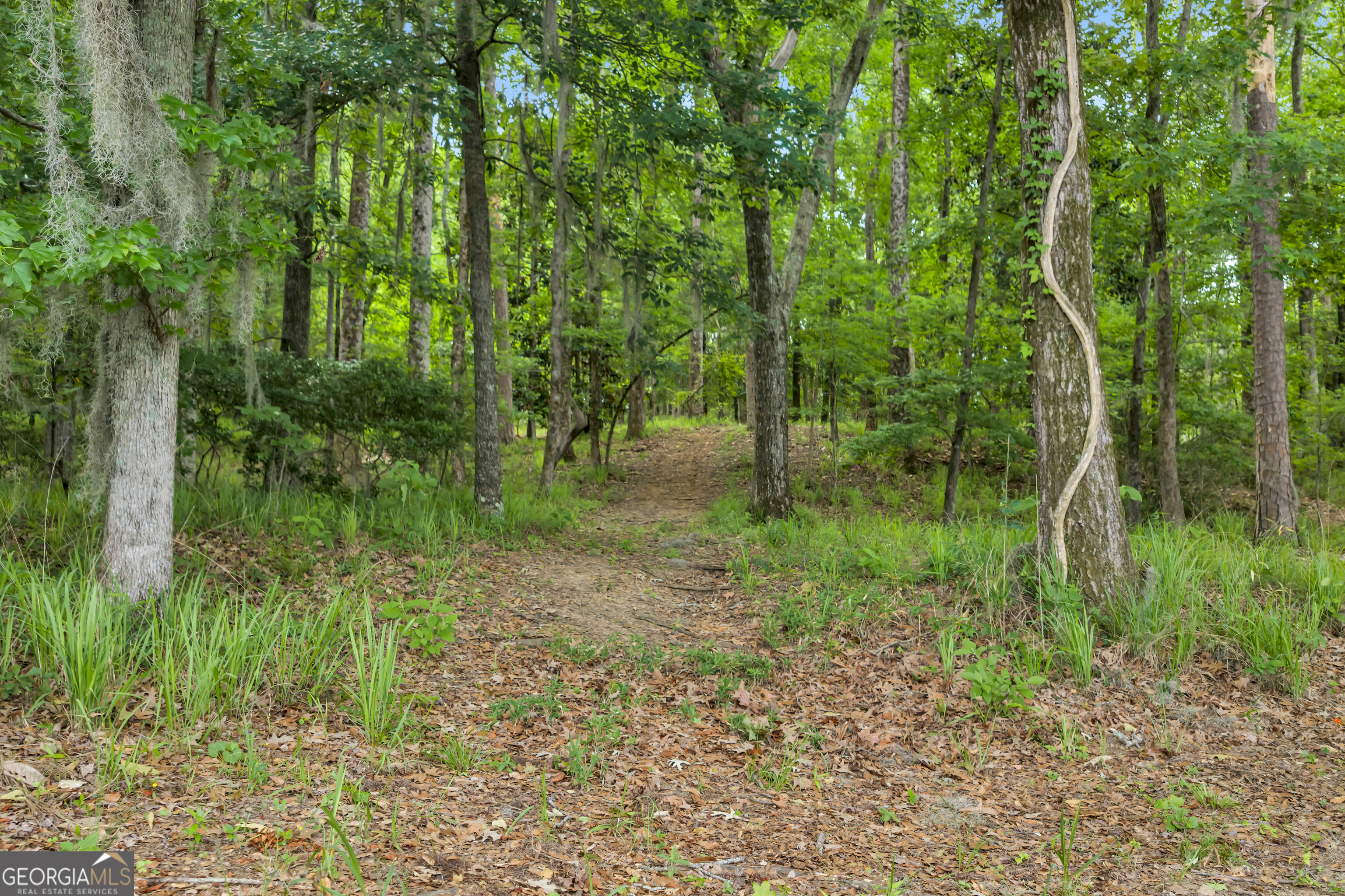 473 Vining Branch Road Georgetown, GA 39854 - Photo 43 of 43 a view of a lush green forest