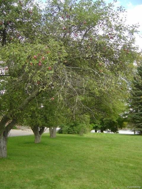 9600 Sashabaw Road Clarkston, MI 48348 - Photo 5 of 24 APPLE-PIE ORCHARD TREES