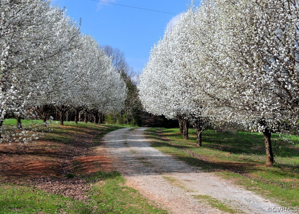 1885 Robertsons Road Blackstone, VA 23824 - Photo 4 of 48 Having a tree lined gravel driveway in spring offe