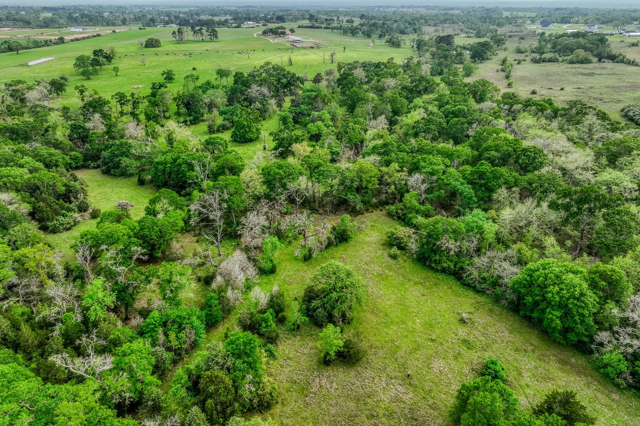 2204 Carter Road Bellville, TX 77418 - Photo 27 of 30 a view of a lush green forest with trees and grass