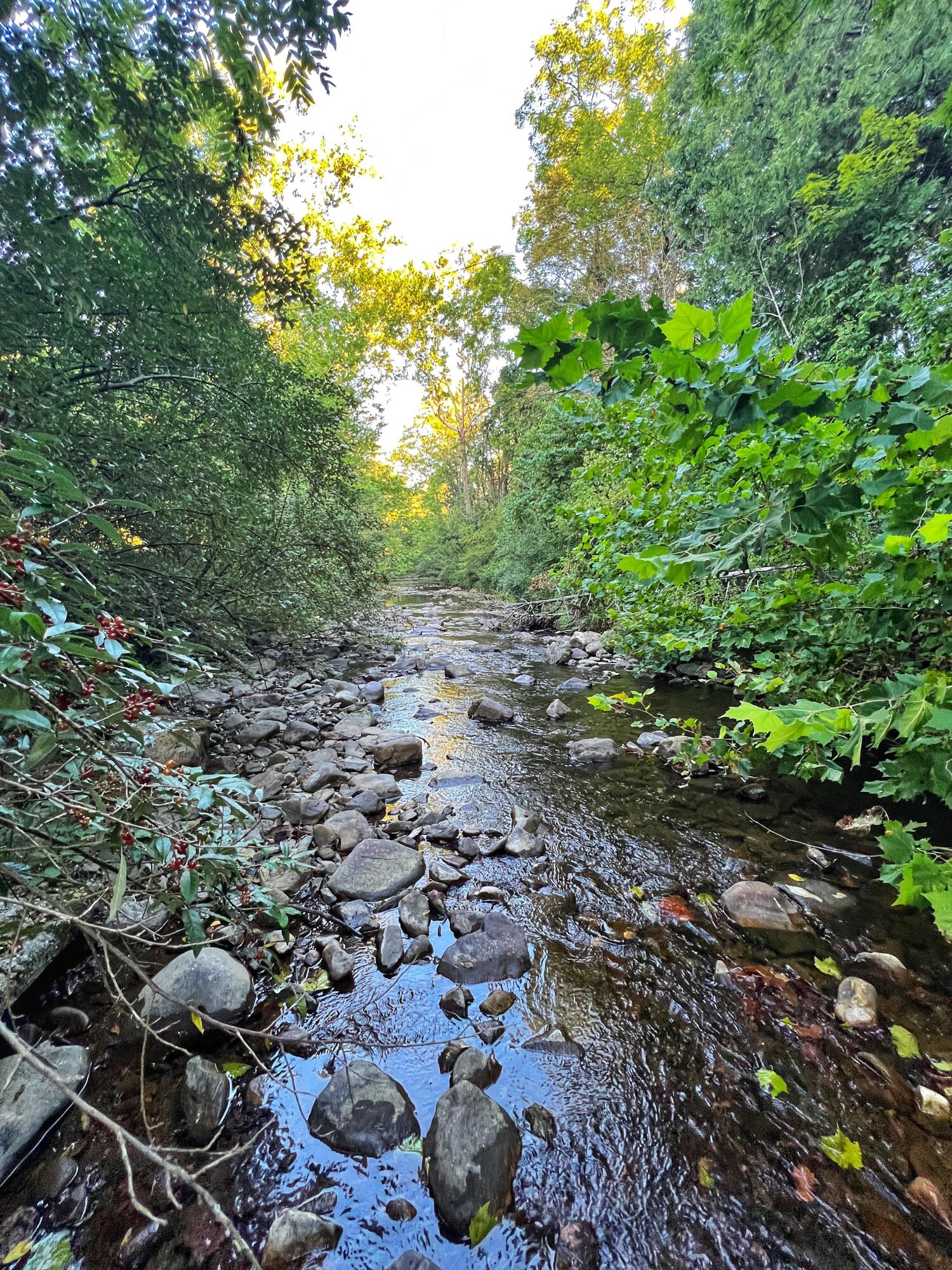 2827 Max Creek Road Hiwassee, VA 24347 - Photo 34 of 35 a view of a large yard with lots of green space