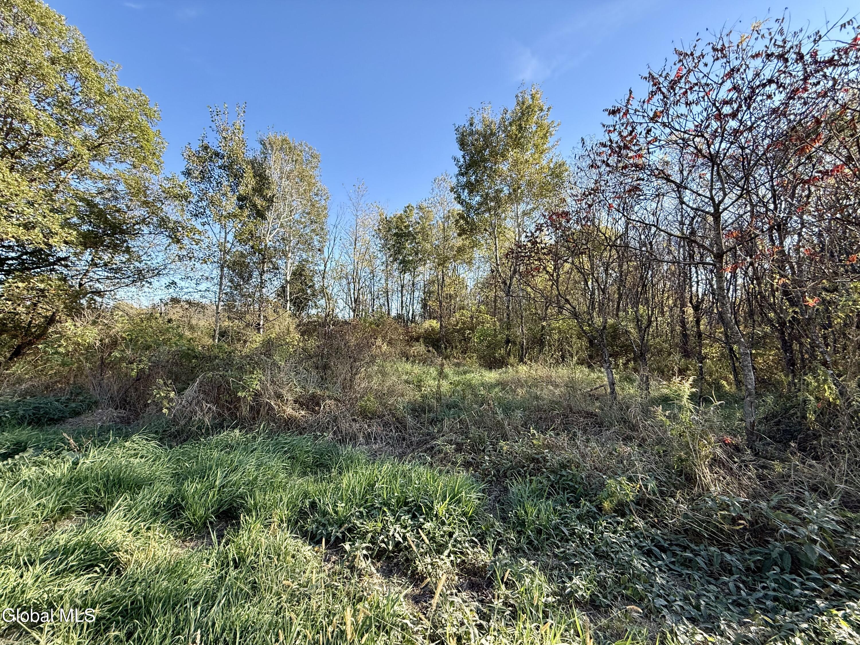 L4.1 New Swamp Road Fort Edward, NY 12828 - Photo 3 of 17 Wooded/Brush Area