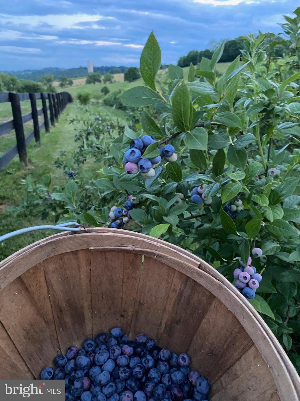 17827 Tranquility Road Purcellville, VA 20132 - Photo 103 of 130 Gallery Image 103