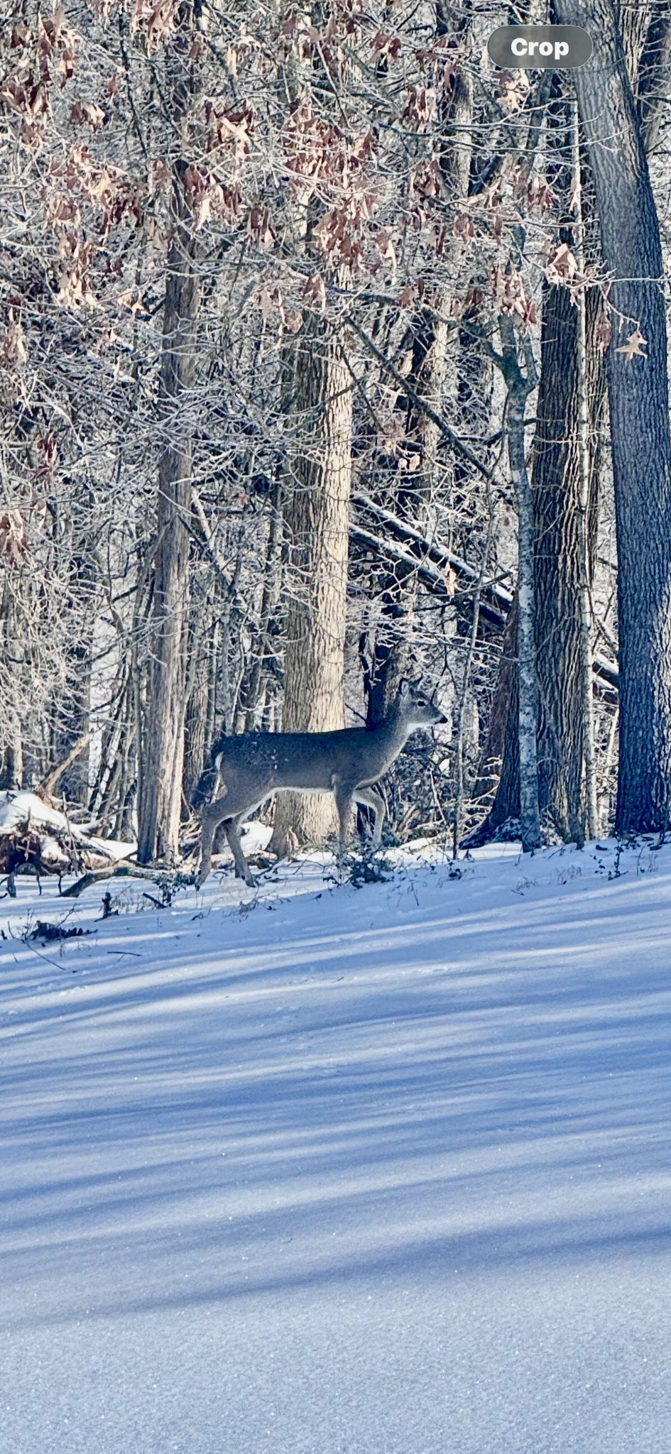 643 Cornwall Road Clarksville, TN 37043 - Photo 83 of 90