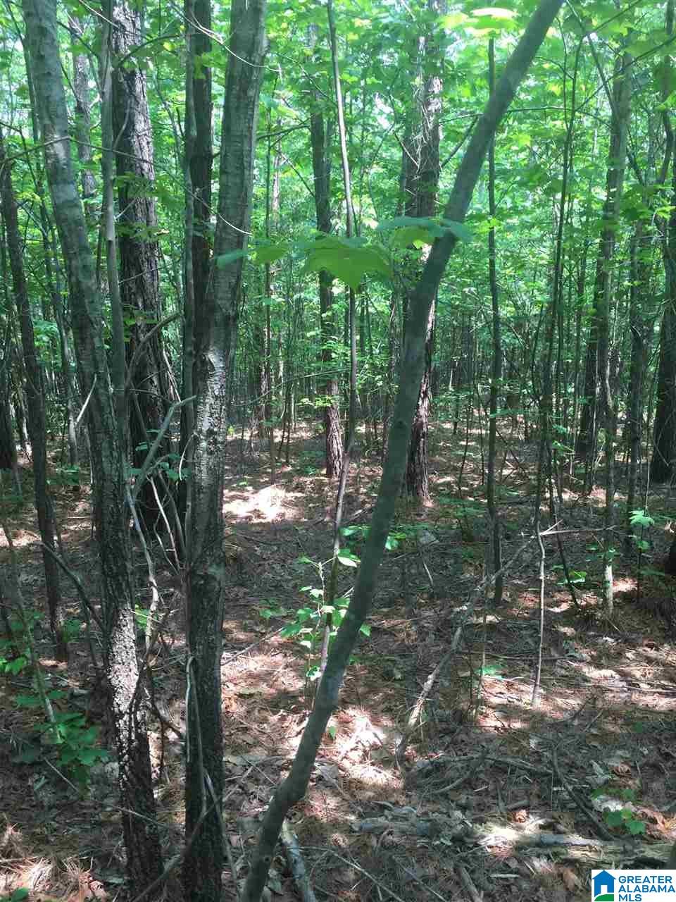 0 Rendalia Motorway, Unit 29 ACRES Talladega, AL 35160 - Photo 10 of 21