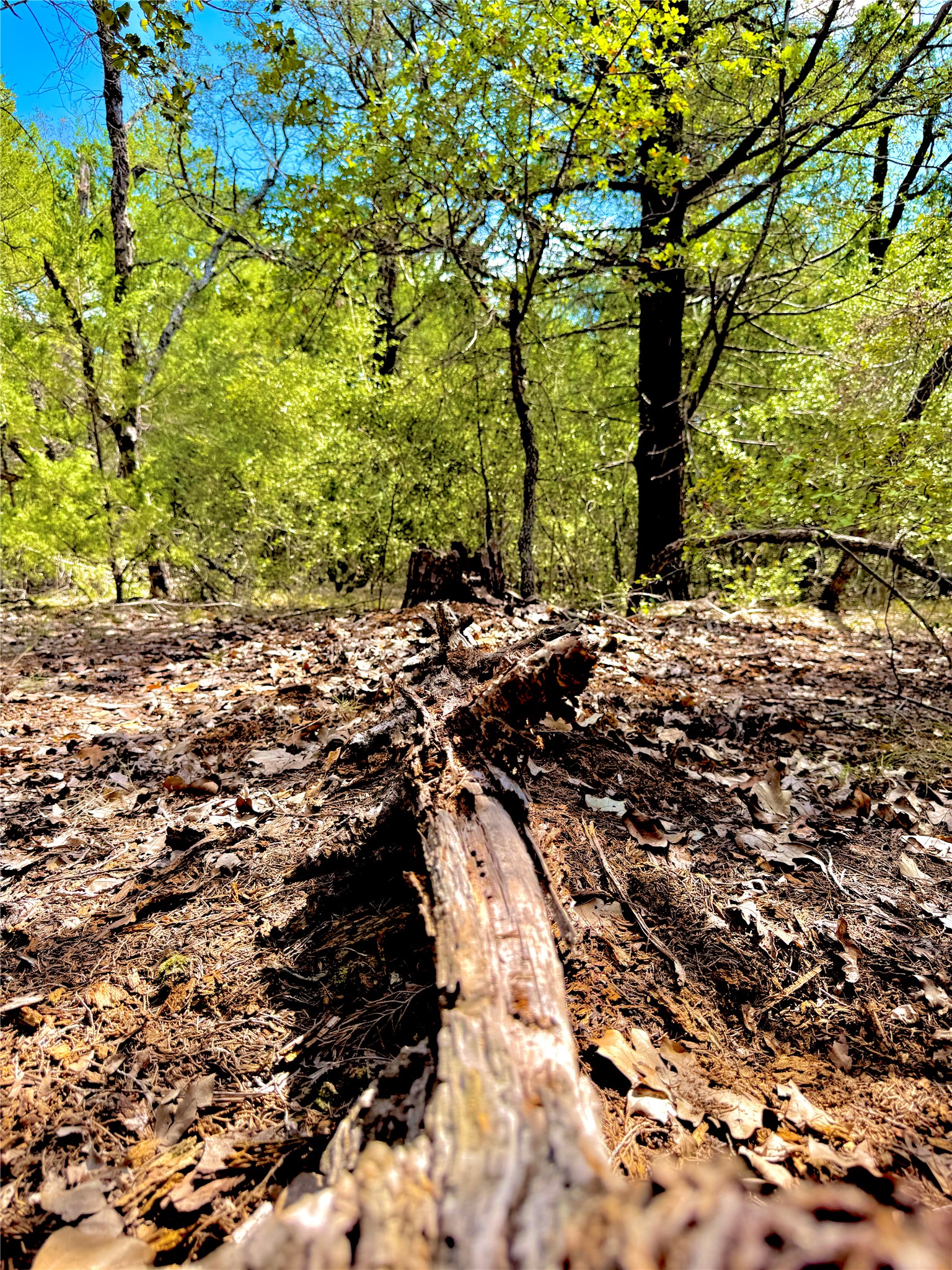 Tbd 50.62-acres Tbd 50.62-acres Rabel Road Rosanky, TX 78953 - Photo 21 of 23 View of woods