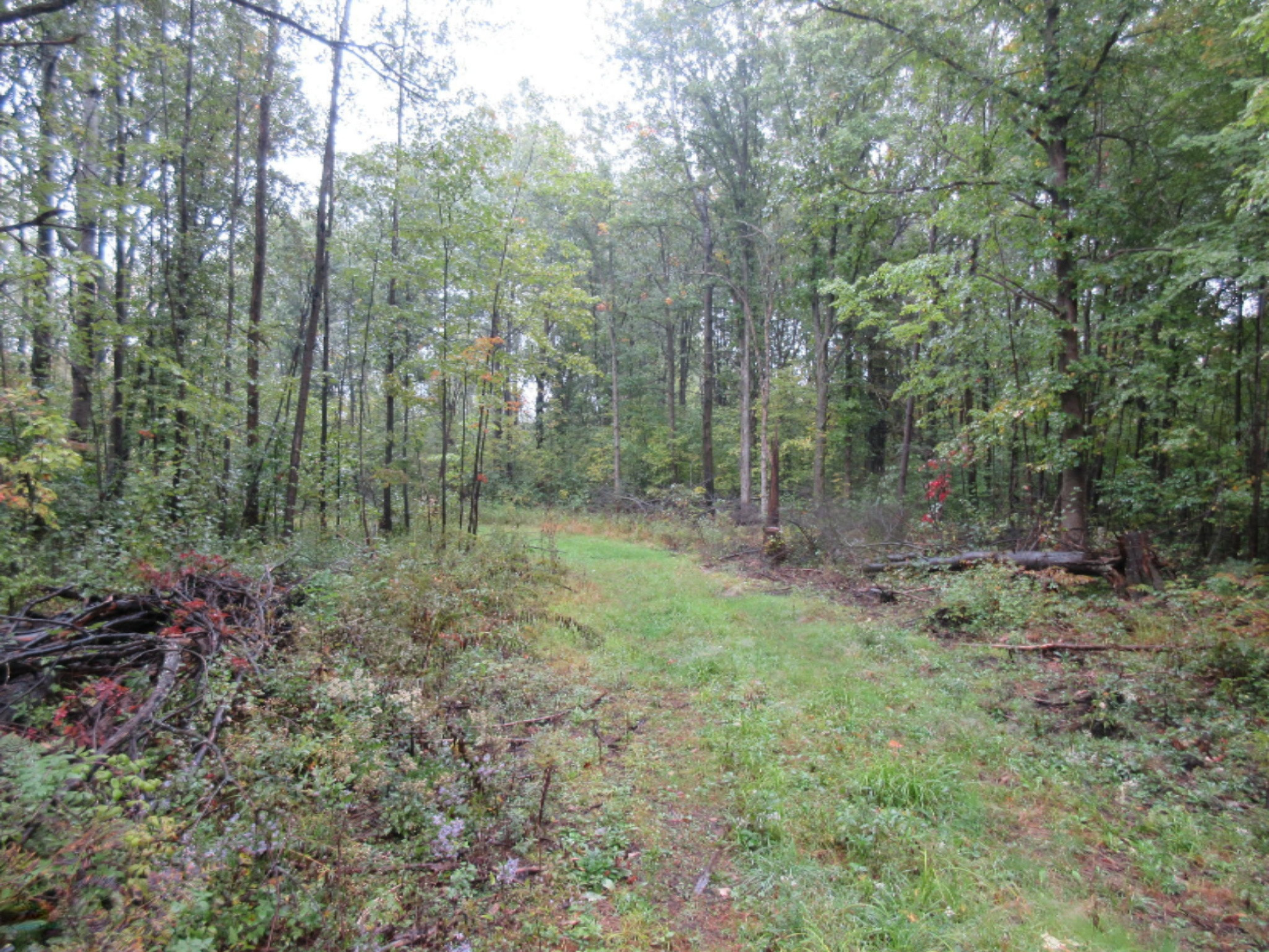 West Cody Estey Road Rhodes, MI 48652 - Photo 15 of 21 IMG_6371