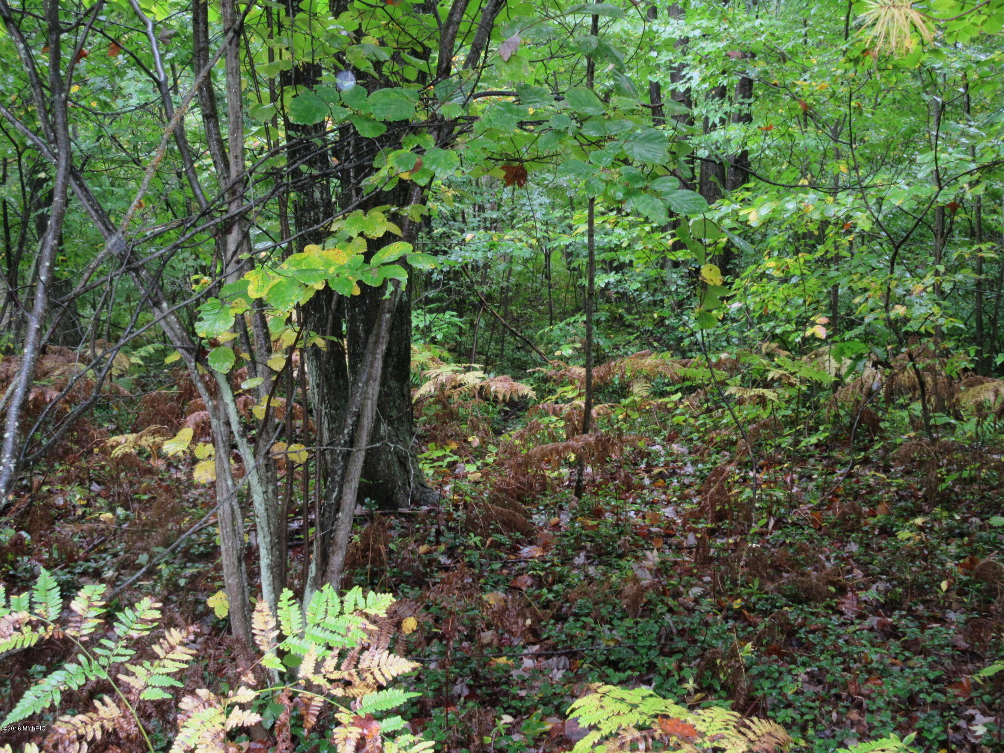 West Cody Estey Road Rhodes, MI 48652 - Photo 17 of 21 IMG_6389