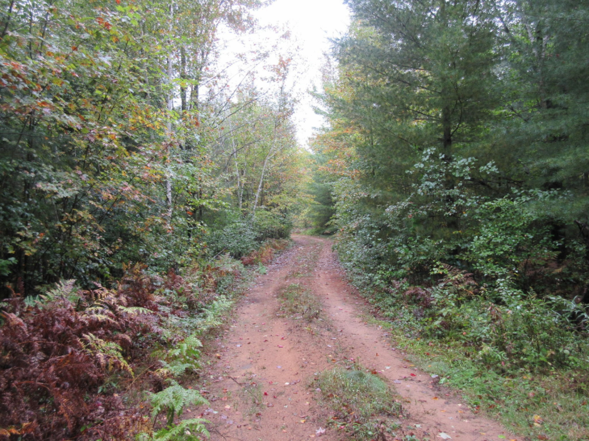 West Cody Estey Road Rhodes, MI 48652 - Photo 6 of 21 IMG_6356