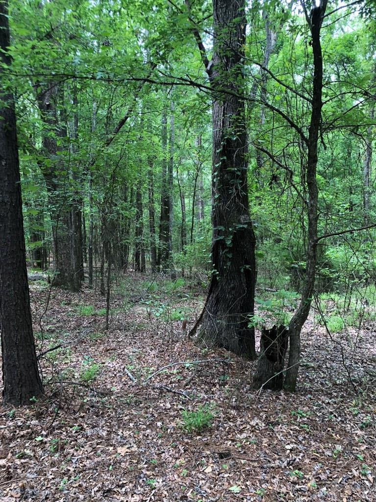 11.19-ac Mosley Road Lincolnton, GA 30817 - Photo 3 of 15