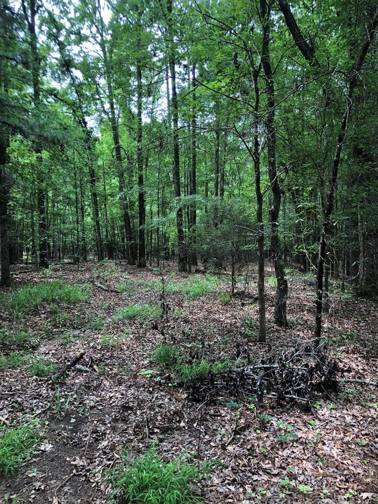 11.19-ac Mosley Road Lincolnton, GA 30817 - Photo 5 of 15