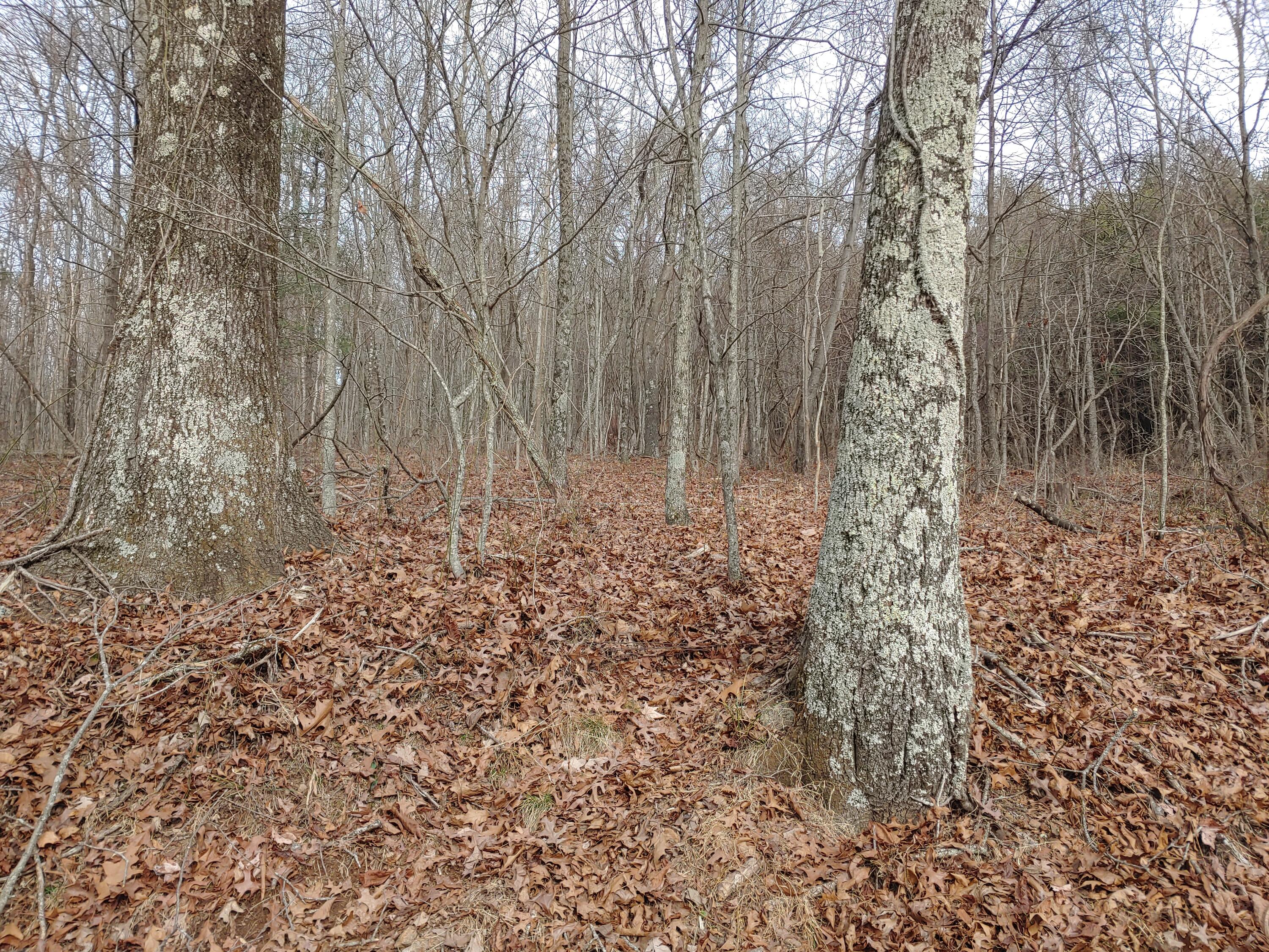 0 Calvary Wy Road Laurel Fork, VA 24352 - Photo 4 of 11 1221231310a