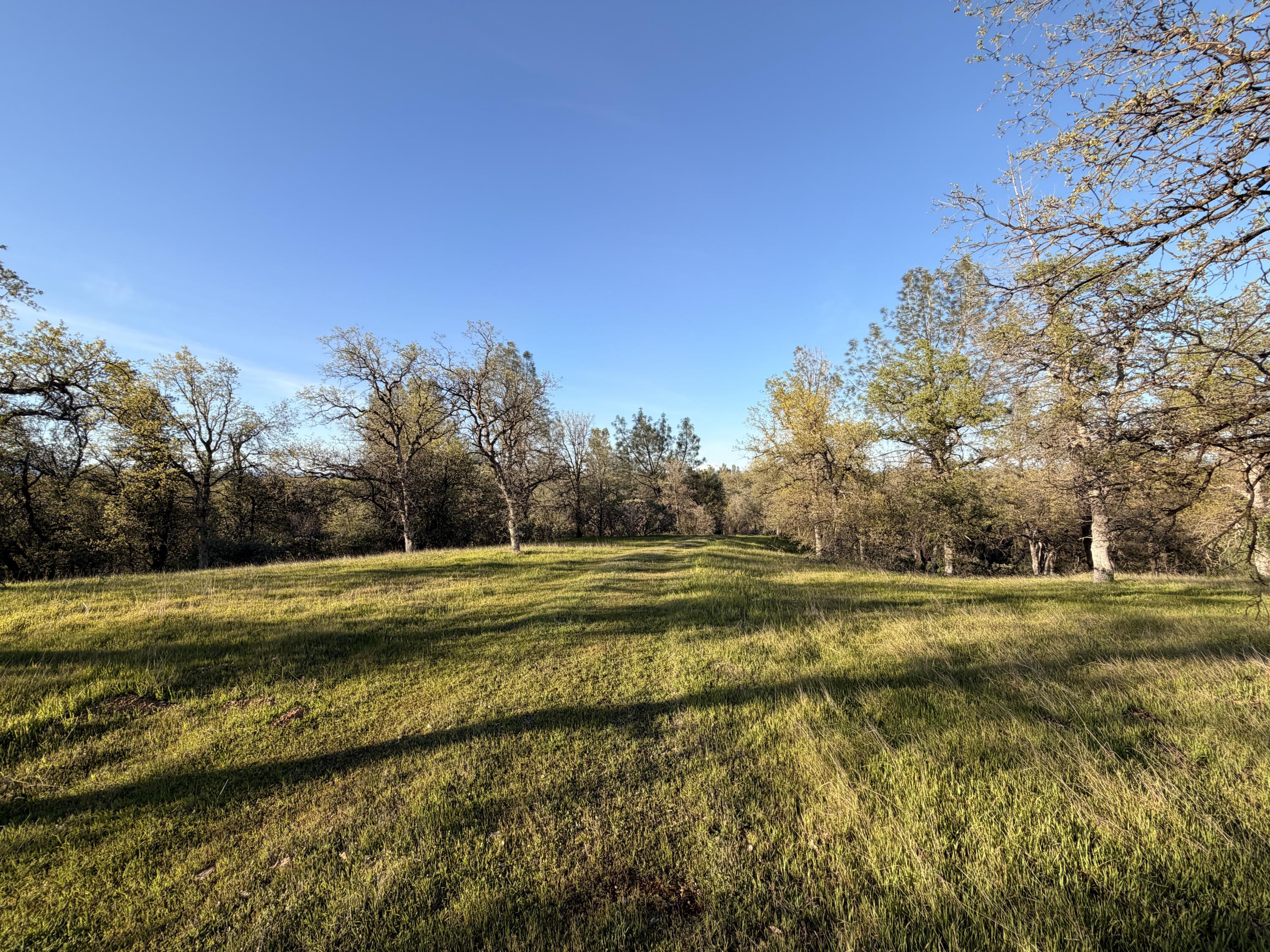 Olinda Road Anderson, CA 96007 - Photo 13 of 20 a view of a big yard with large trees