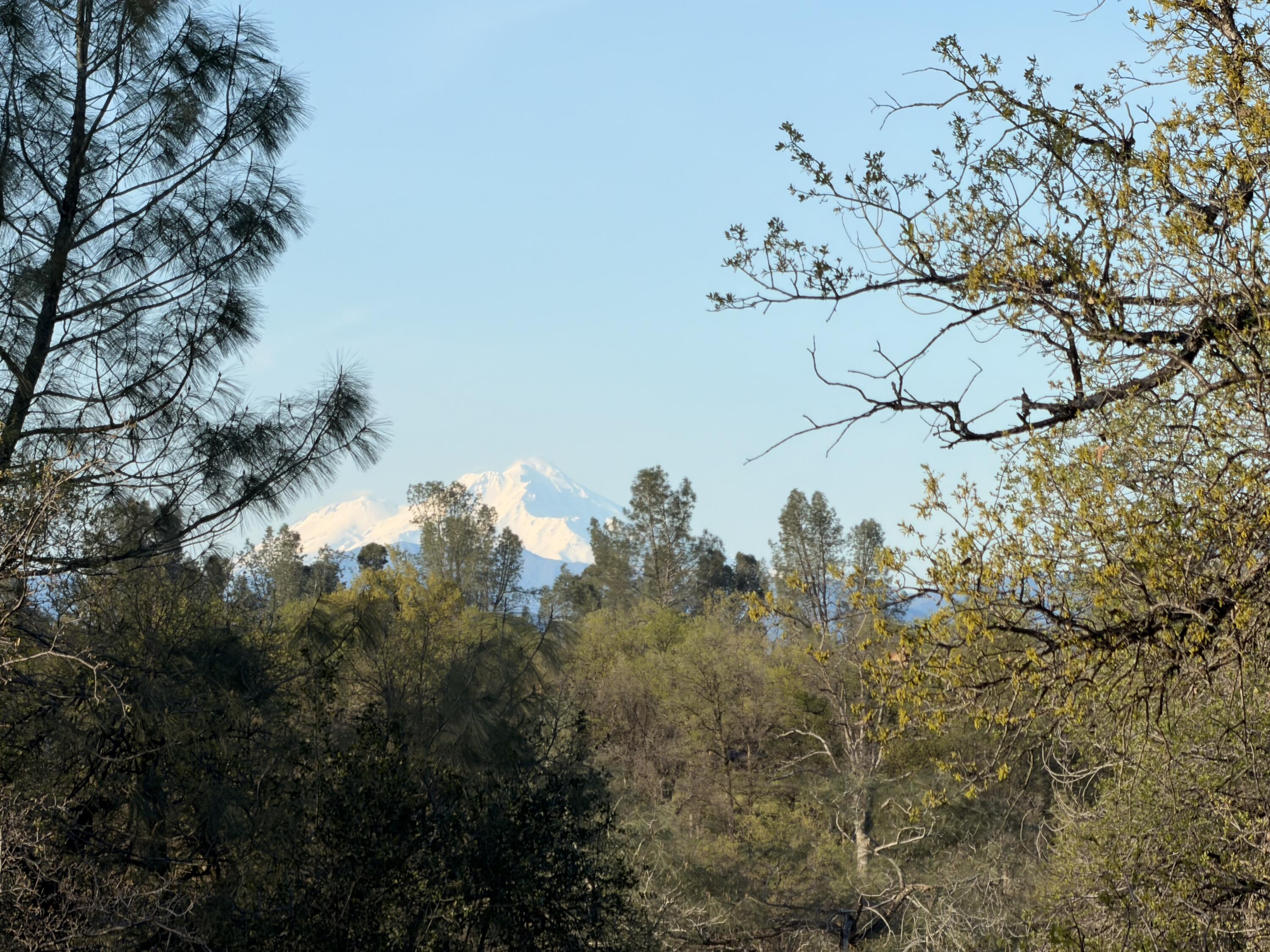 Olinda Road Anderson, CA 96007 - Photo 4 of 20 a view of a tree in a yard