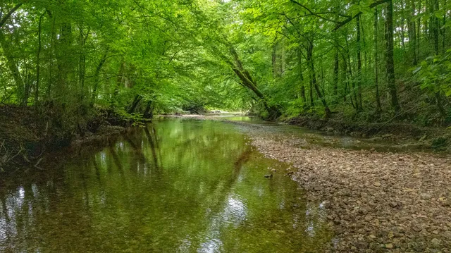 a view of a field with a tree
