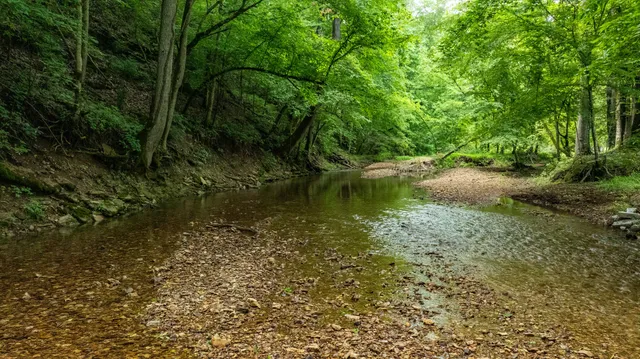 a view of a grassy field with trees in the background