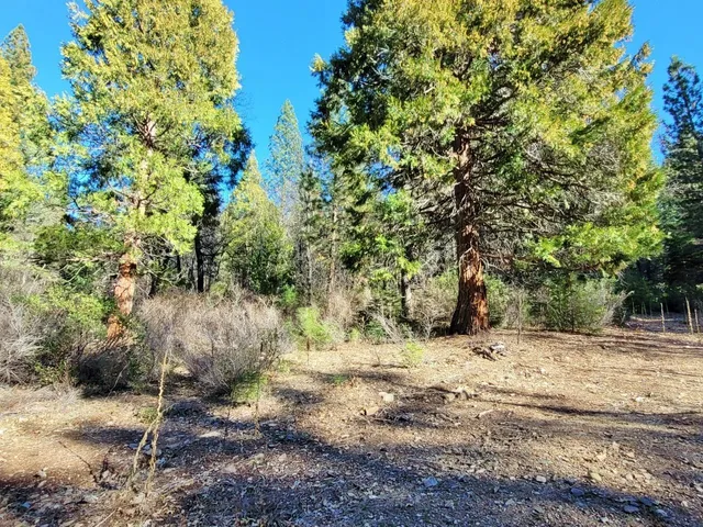 a view of a yard with trees