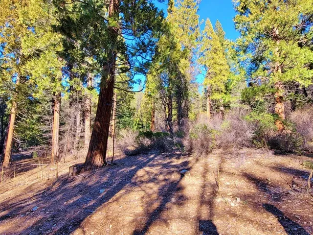 a view of backyard with tree