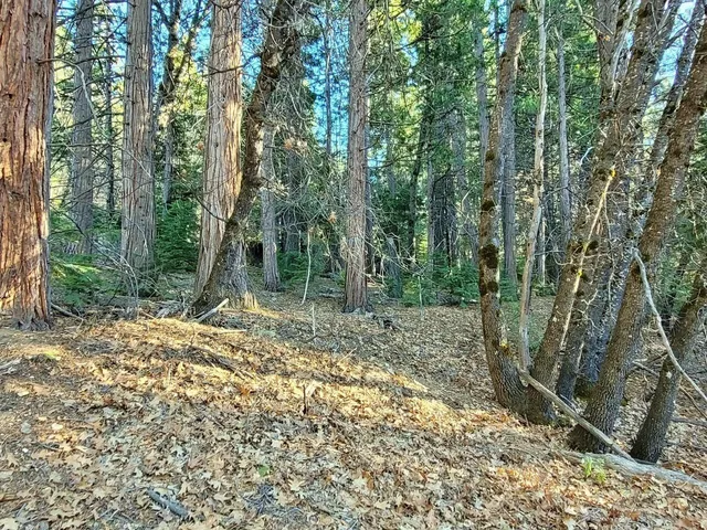 a view of a forest with trees in the background