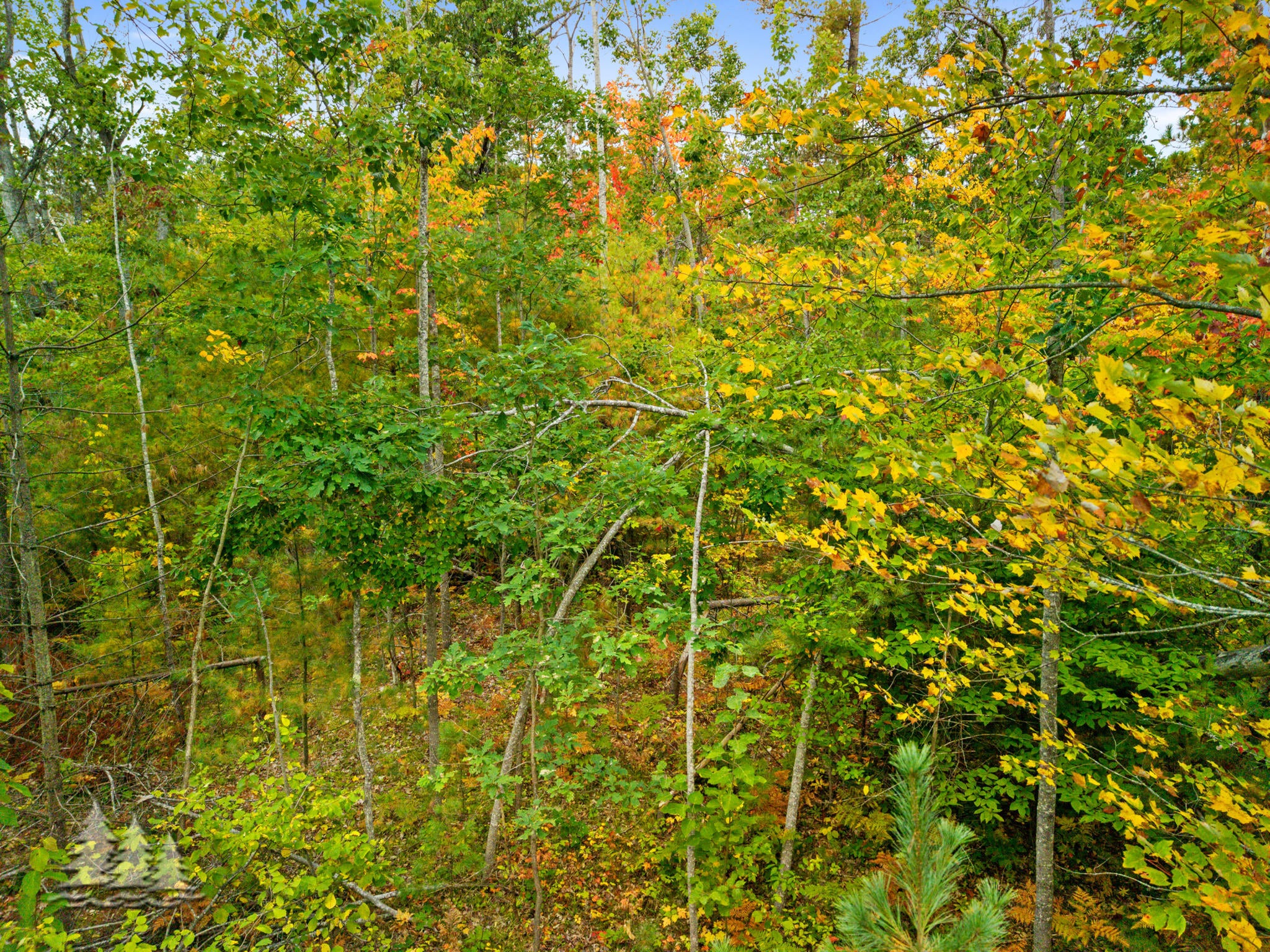 2530 Big Antler Road Lewiston, MI 49756 - Photo 37 of 41 2530 Big Antler Rd- Test 10010