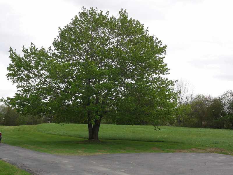 755 West River Road Augusta, ME 04330 - Photo 3 of 35 Yard/Garden. Side yard with mature...