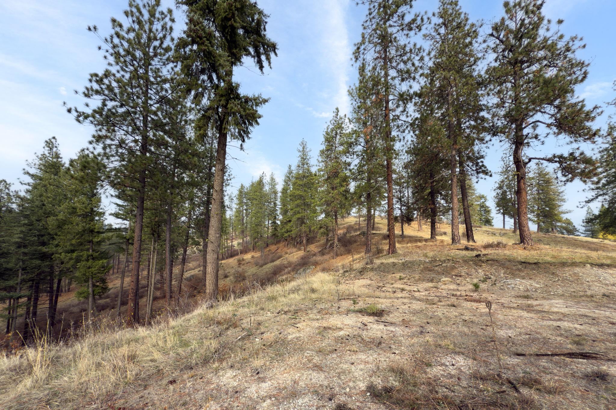 194-xx North Holcomb Road Mead, WA 99021 - Photo 8 of 11