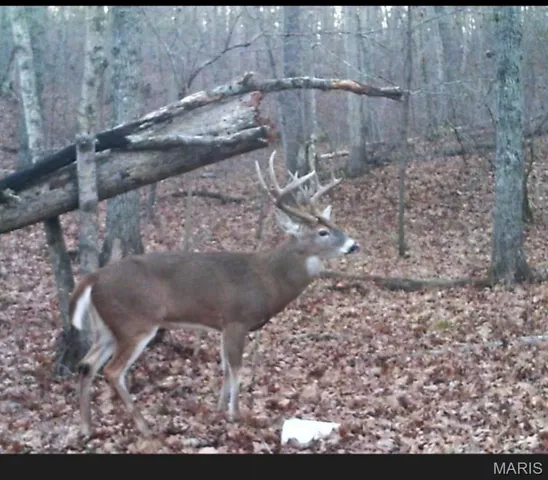 $361,000 | 0 Cedar Cir Lane, Silex, MO 63377