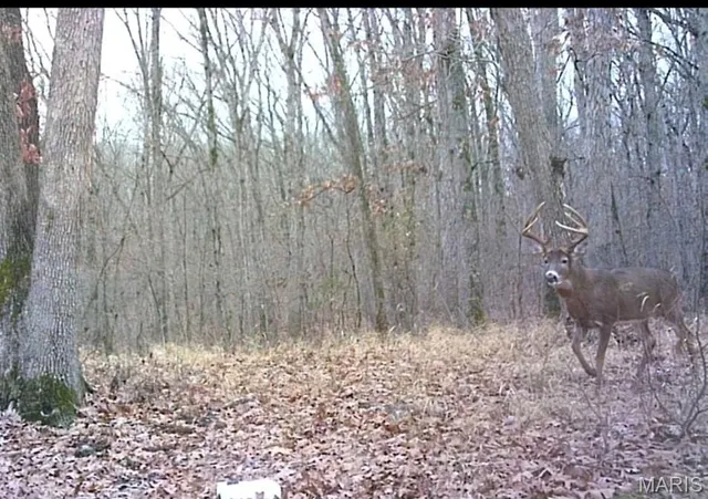 $361,000 | 0 Cedar Cir Lane, Silex, MO 63377