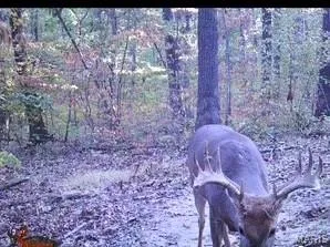 $361,000 | 0 Cedar Cir Lane, Silex, MO 63377