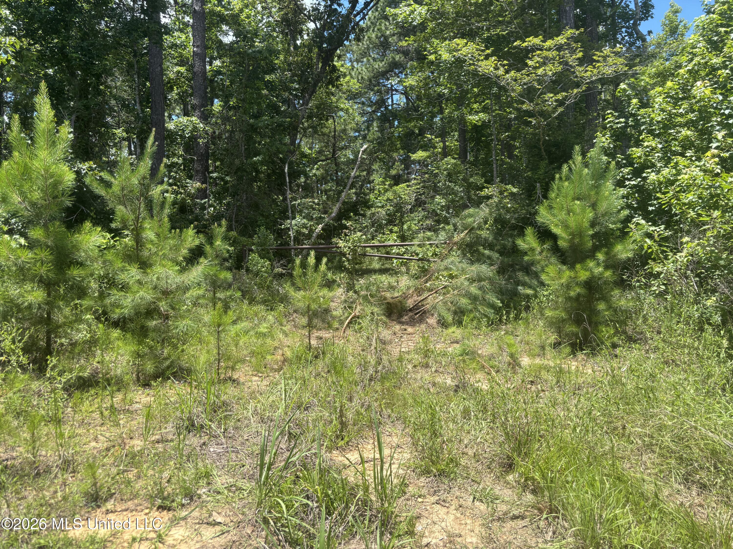 Stump Road Crosby, MS 39633 - Photo 25 of 60 IMG_4366