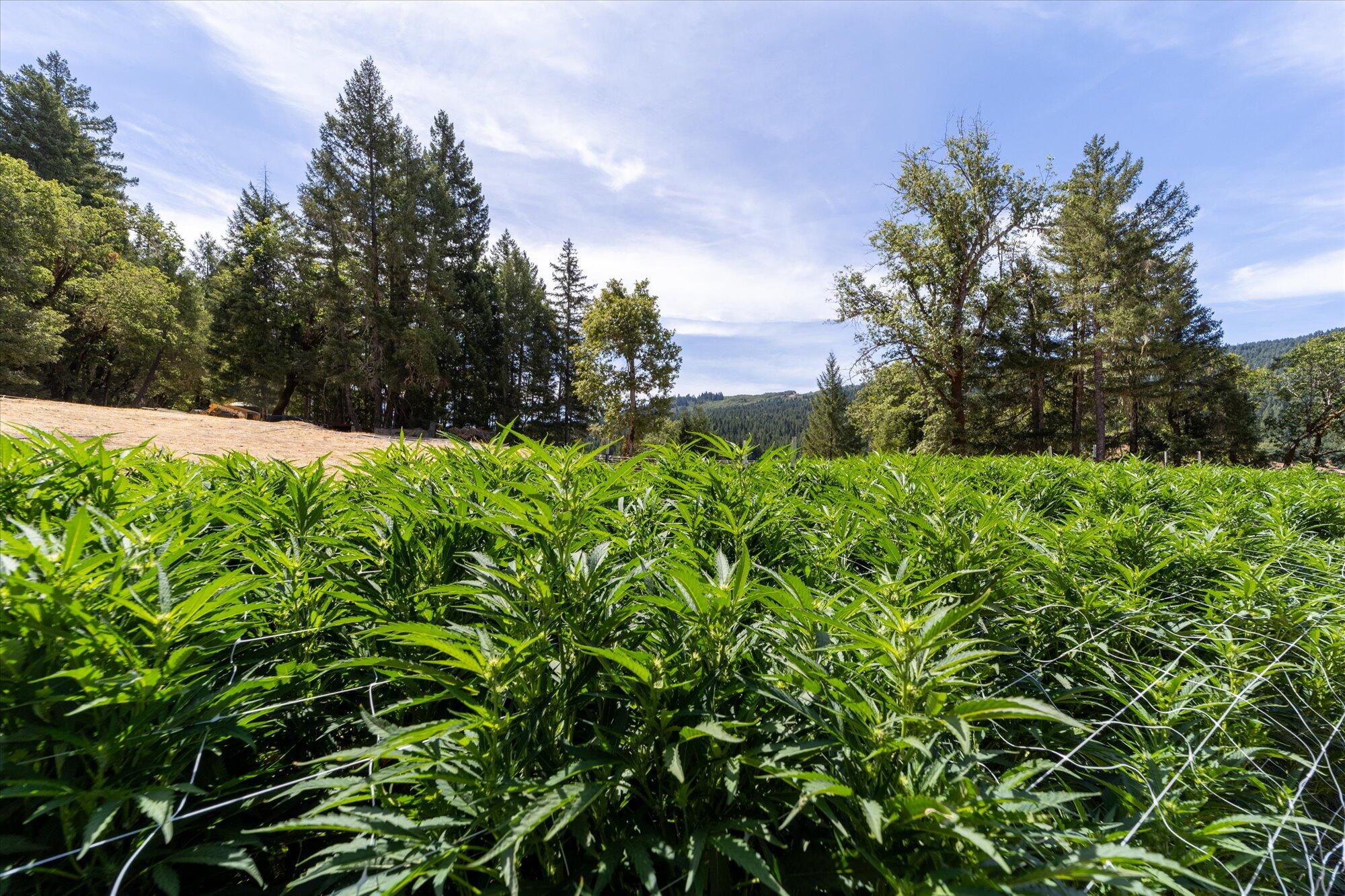 0 West River Road Bridgeville, CA 95526 - Photo 9 of 32