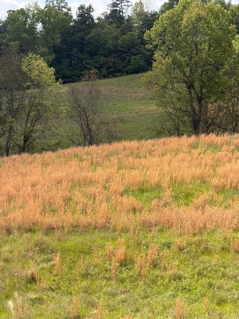 2395 Stringtown Road Sandy Hook, KY 41171 - Photo 4 of 13