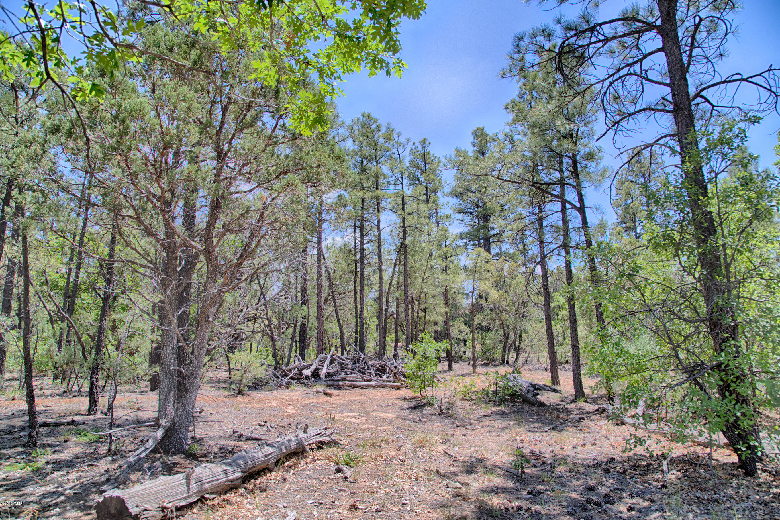 40 South Falling Leaf Road Show Low, AZ 85901 - Photo 6 of 22 Gallery Image 6
