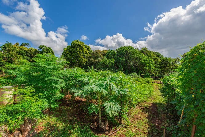 4834 Moi Road Hanapepe, HI 96716 - Photo 12 of 15 Gallery Image 12
