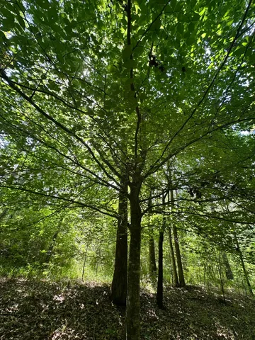 $23,000 | Lot 11 South Pointe Drive, Tignall, GA 30668