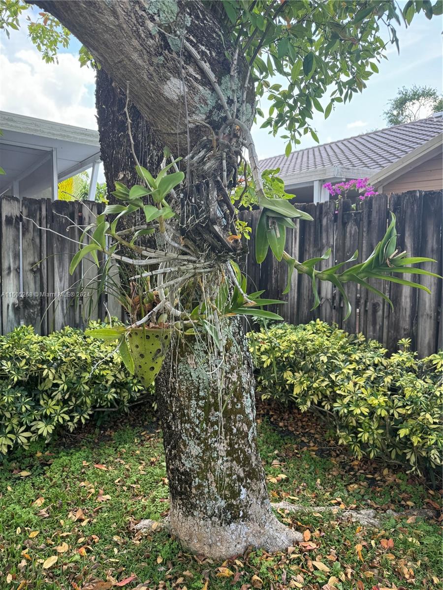 19232 Northwest 88th Place Hialeah, FL 33018 - Photo 51 of 61 a backyard of a house with lots of green space