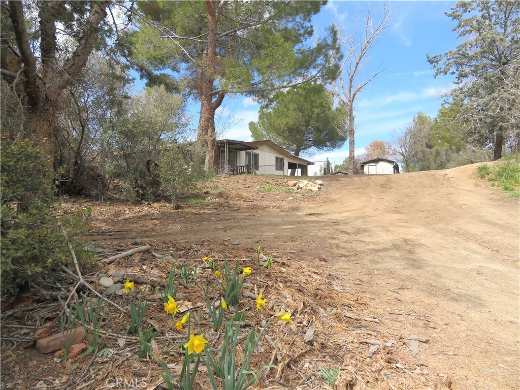 a view of a yard with a tree