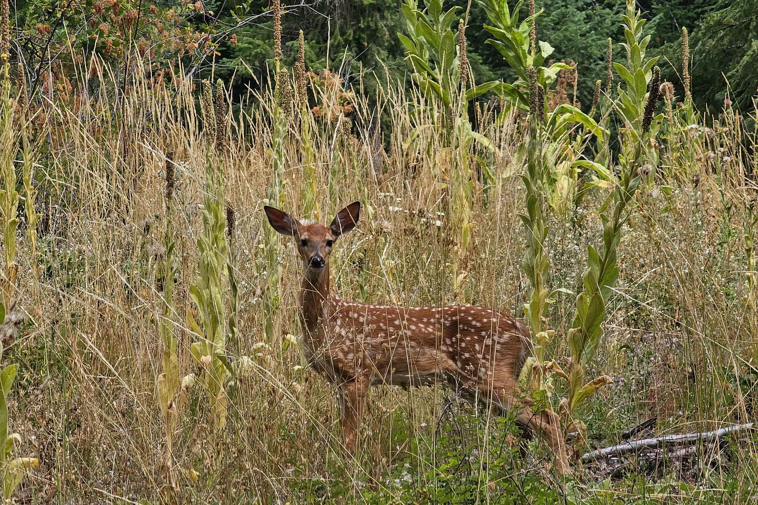 2024 Summit Valley Road Addy, WA 99101 - Photo 49 of 50