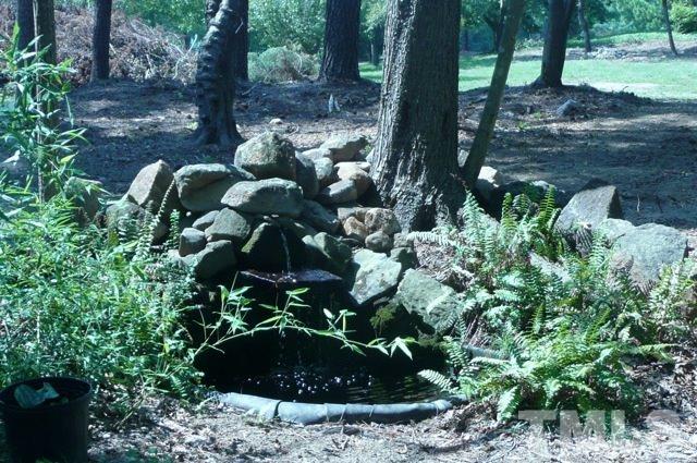 7018 Farmdale Road Raleigh, NC 27610 - Photo 4 of 25 a view of a plant in a yard