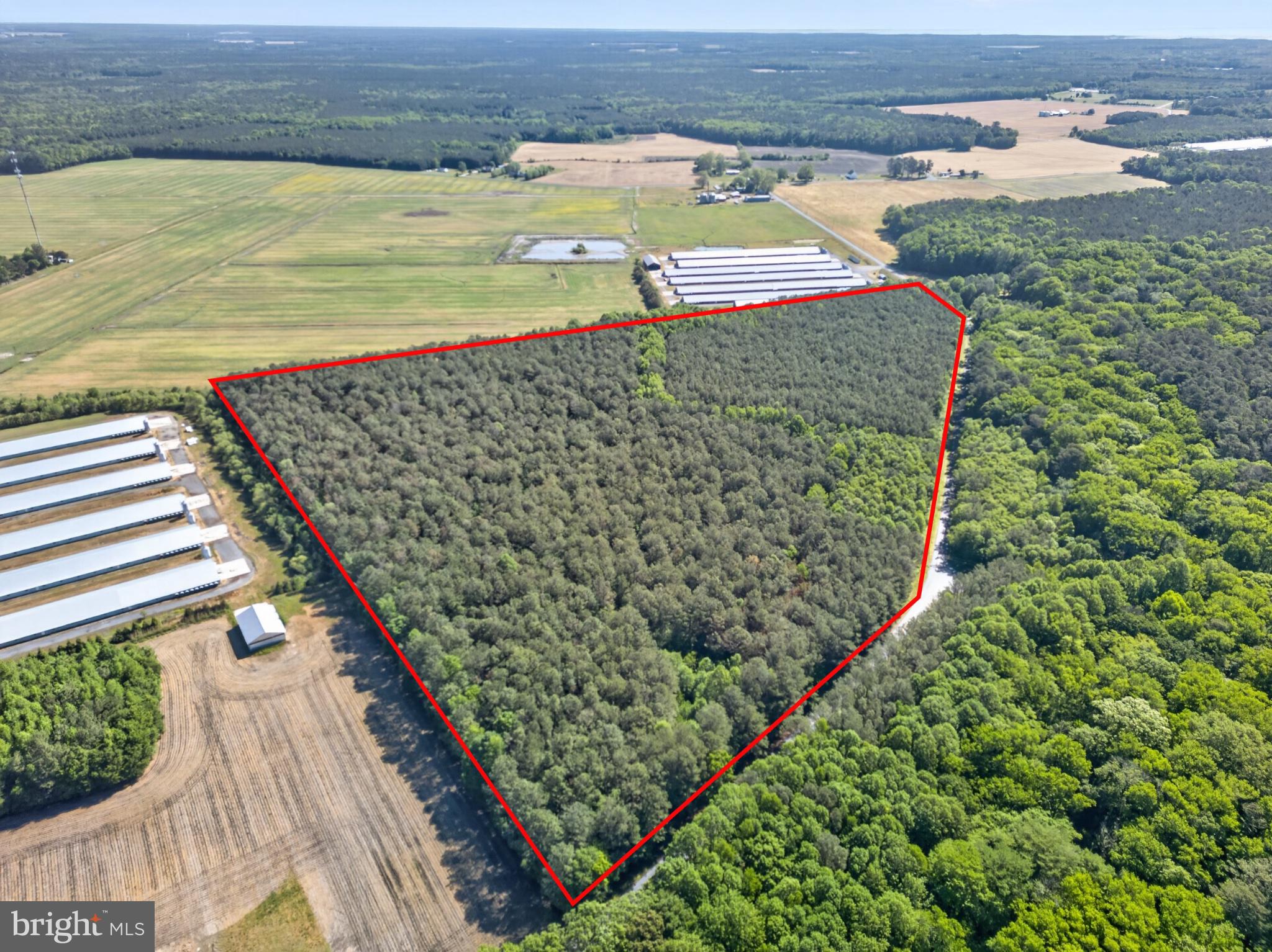 Johnson Neck Road Pocomoke City, MD 21851 - Photo 5 of 9 Expansive wooded land awaits your vision.