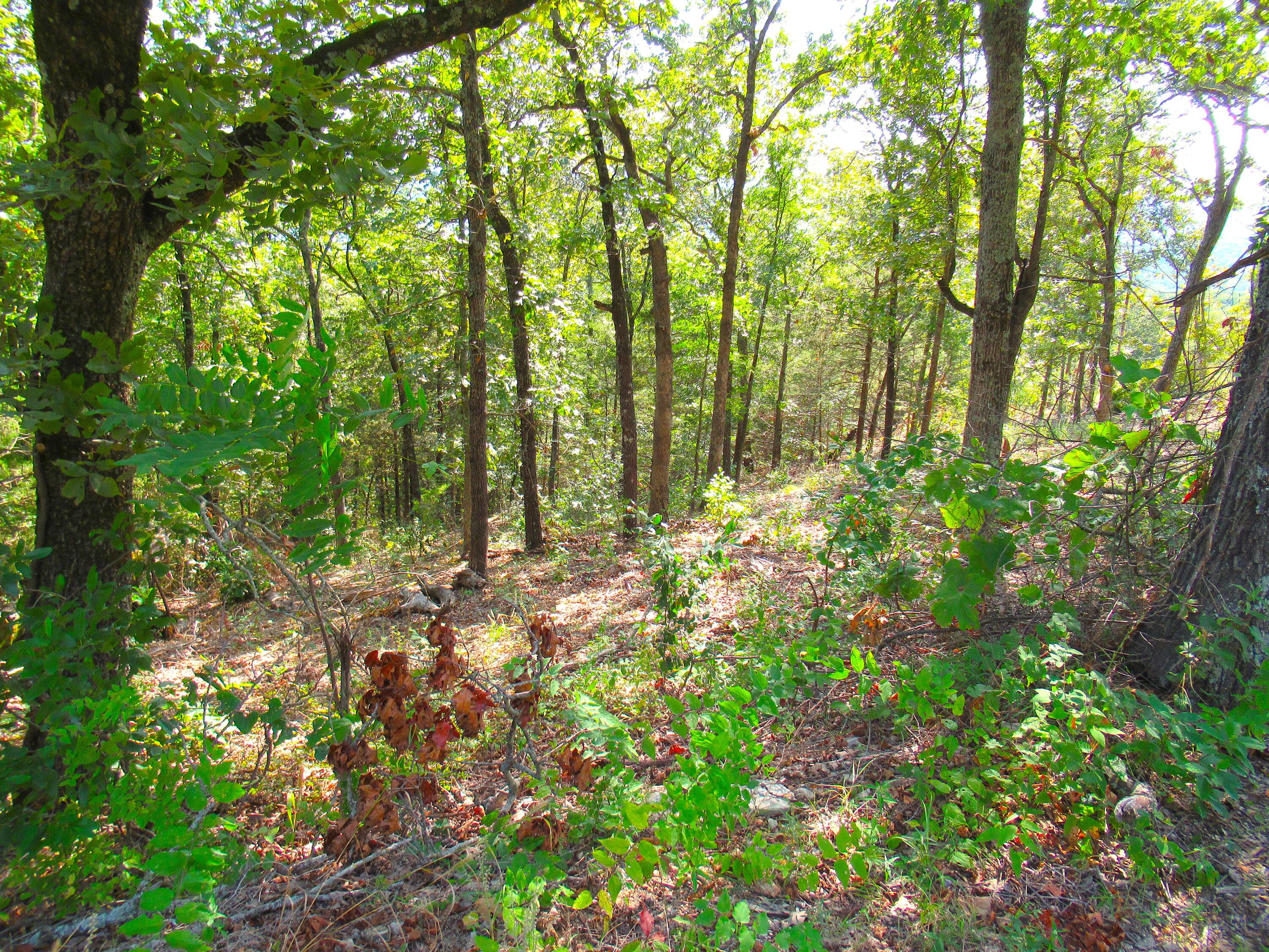 0 Stallion Bluff Road Shell Knob, MO 65747 - Photo 9 of 24 IMG_0970